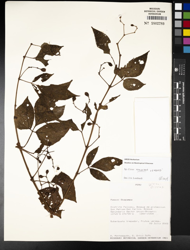Cissus peruviana photo 6