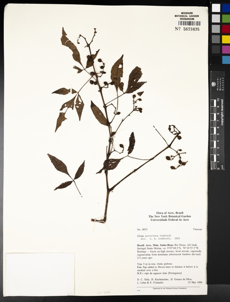 Cissus peruviana photo 7