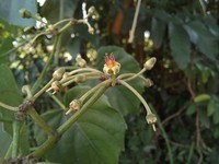Cissus petiolata