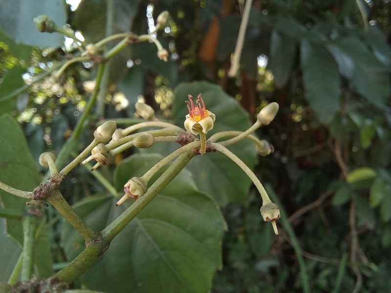 Cissus petiolata