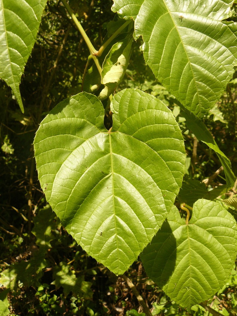Cissus petiolata photo 2