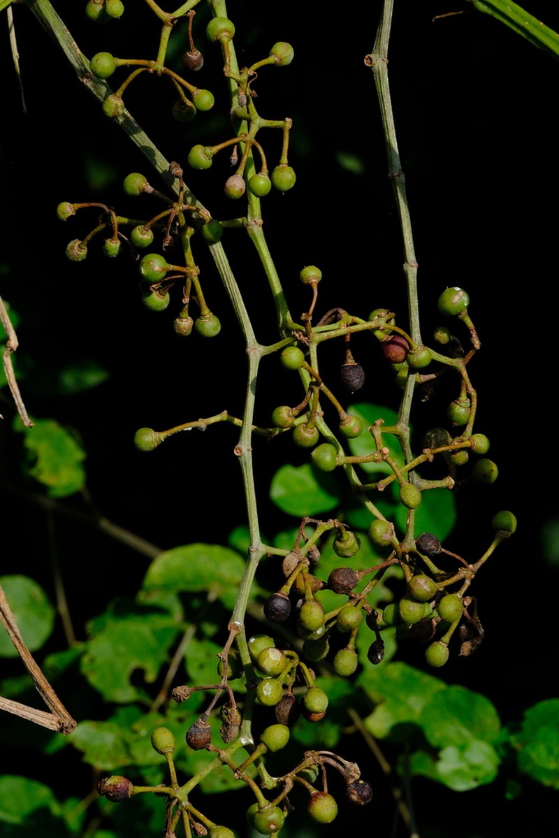 Cissus petiolata photo 3