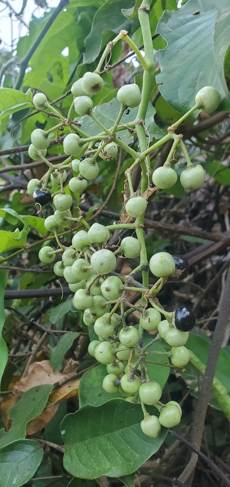 Cissus petiolata photo 4