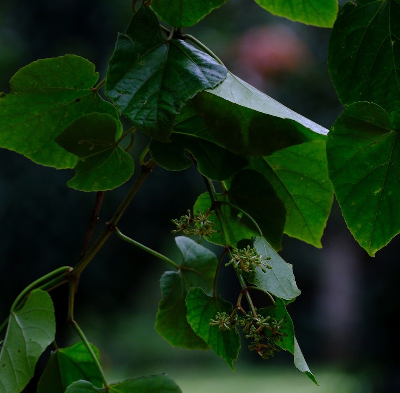 Cissus petiolata photo 5
