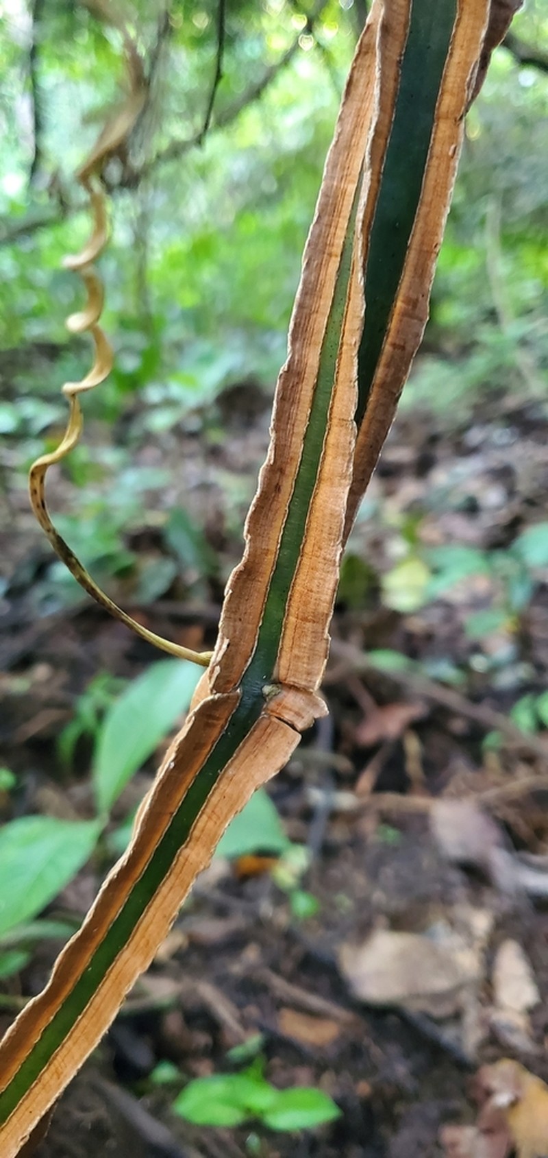 Cissus petiolata photo 6