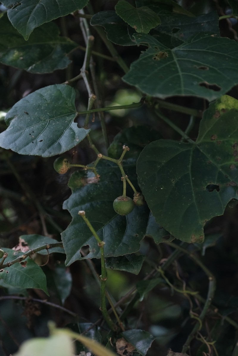 Cissus petiolata photo 7
