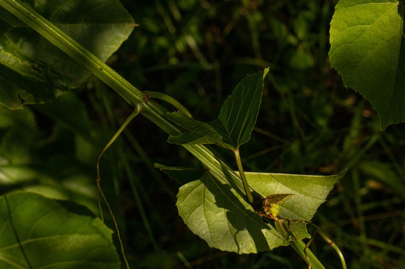 Cissus petiolata photo 8