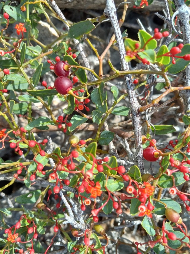Cissus picardae photo 3