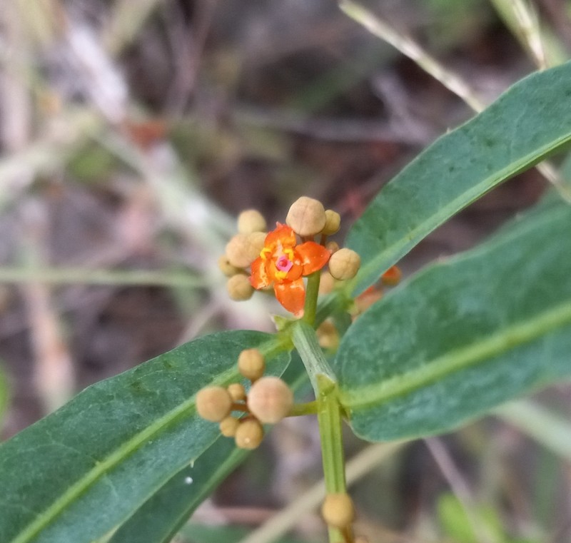 Cissus picardae photo 4
