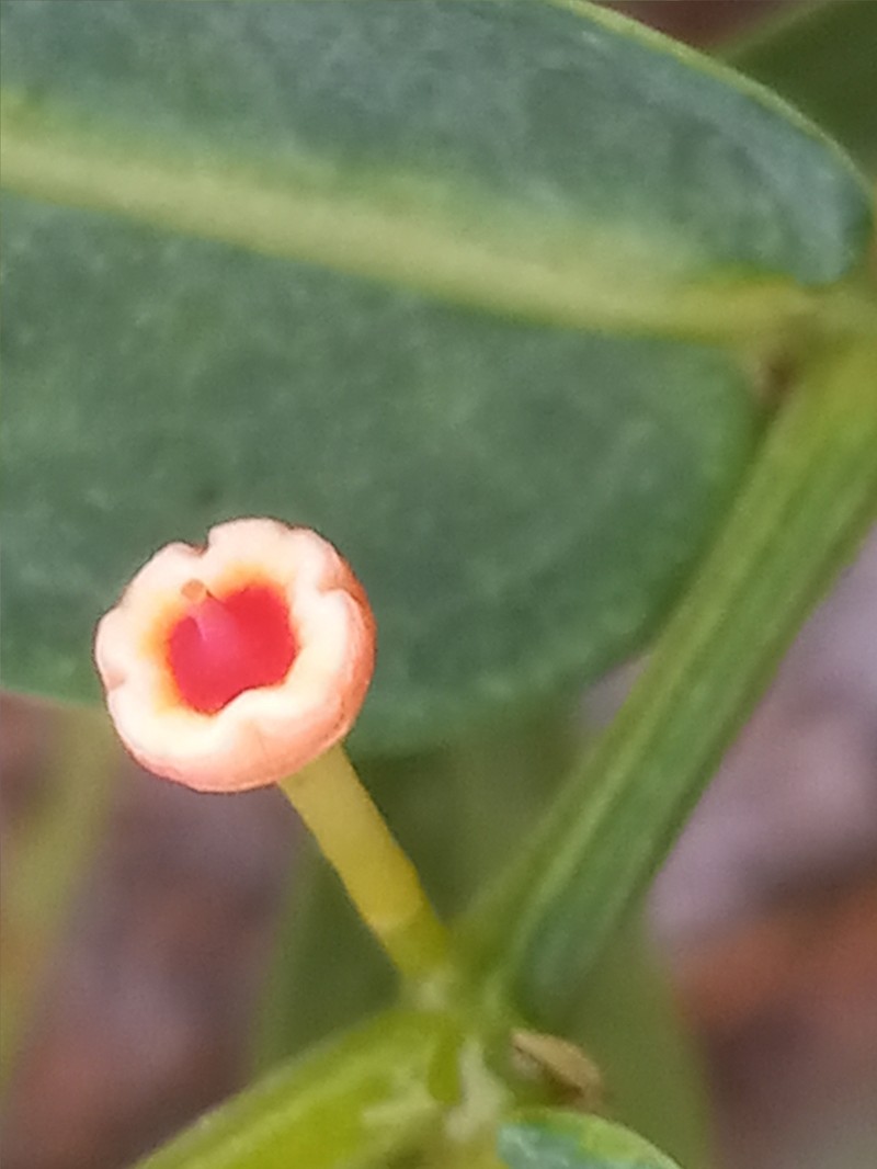 Cissus picardae photo 6