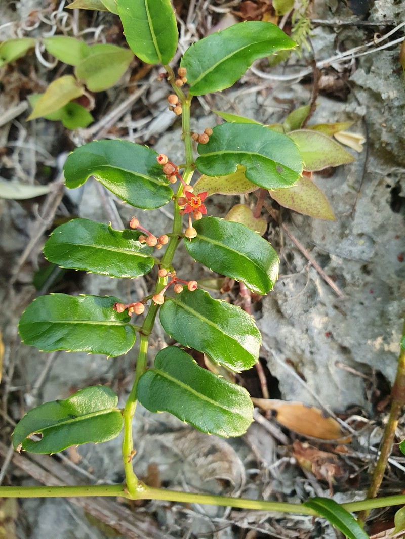 Cissus picardae photo 7