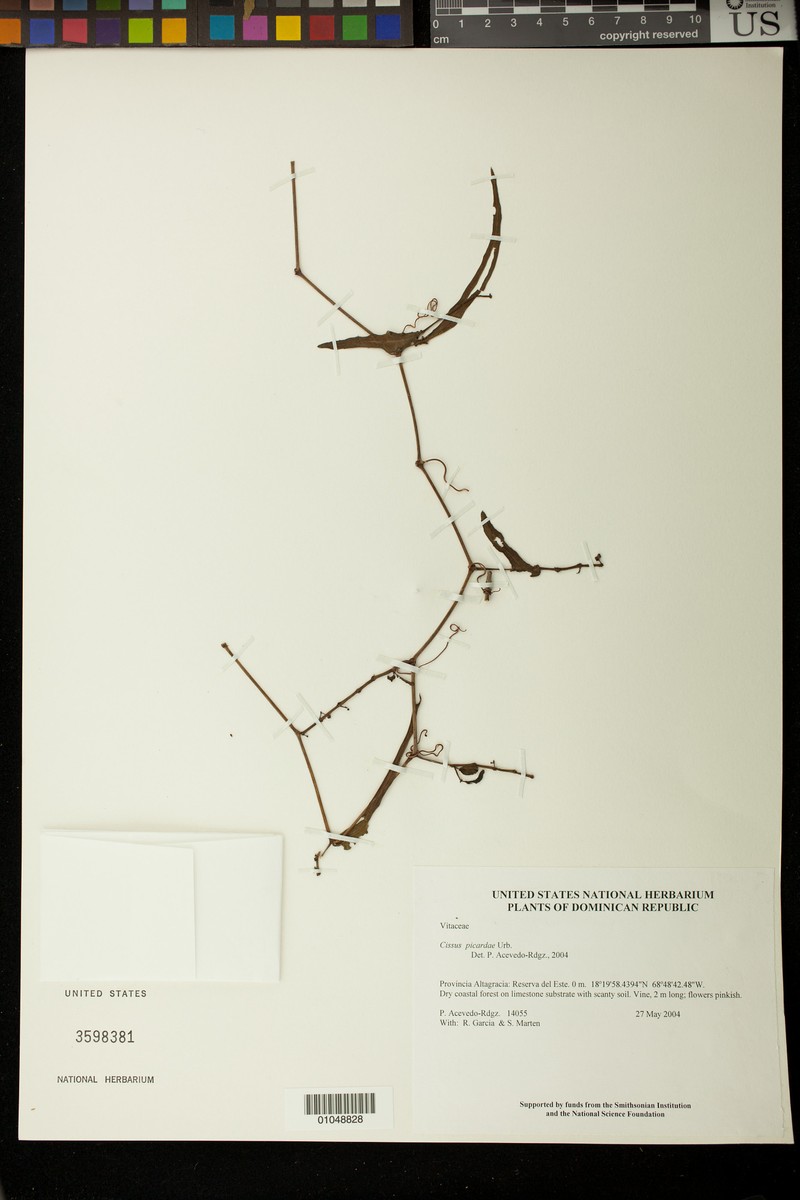 Cissus picardae photo 8