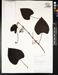 Cissus pileata