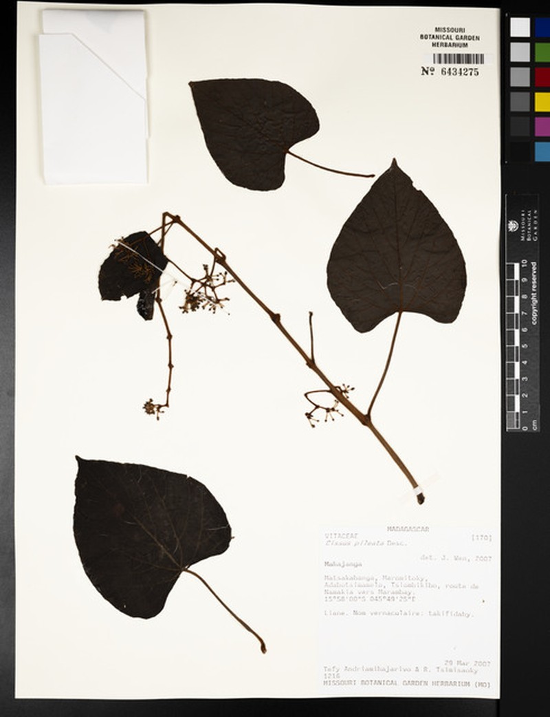 Cissus pileata