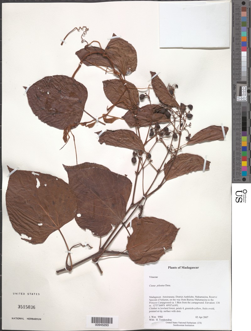 Cissus pileata photo 2