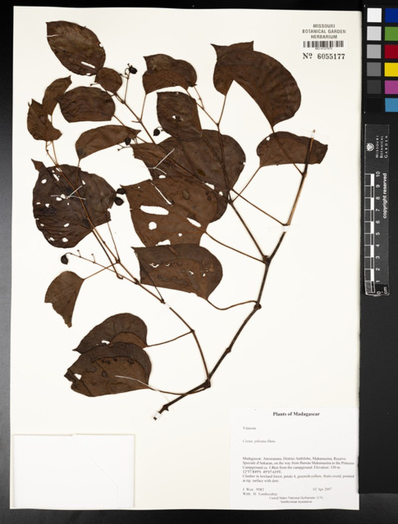 Cissus pileata photo 3