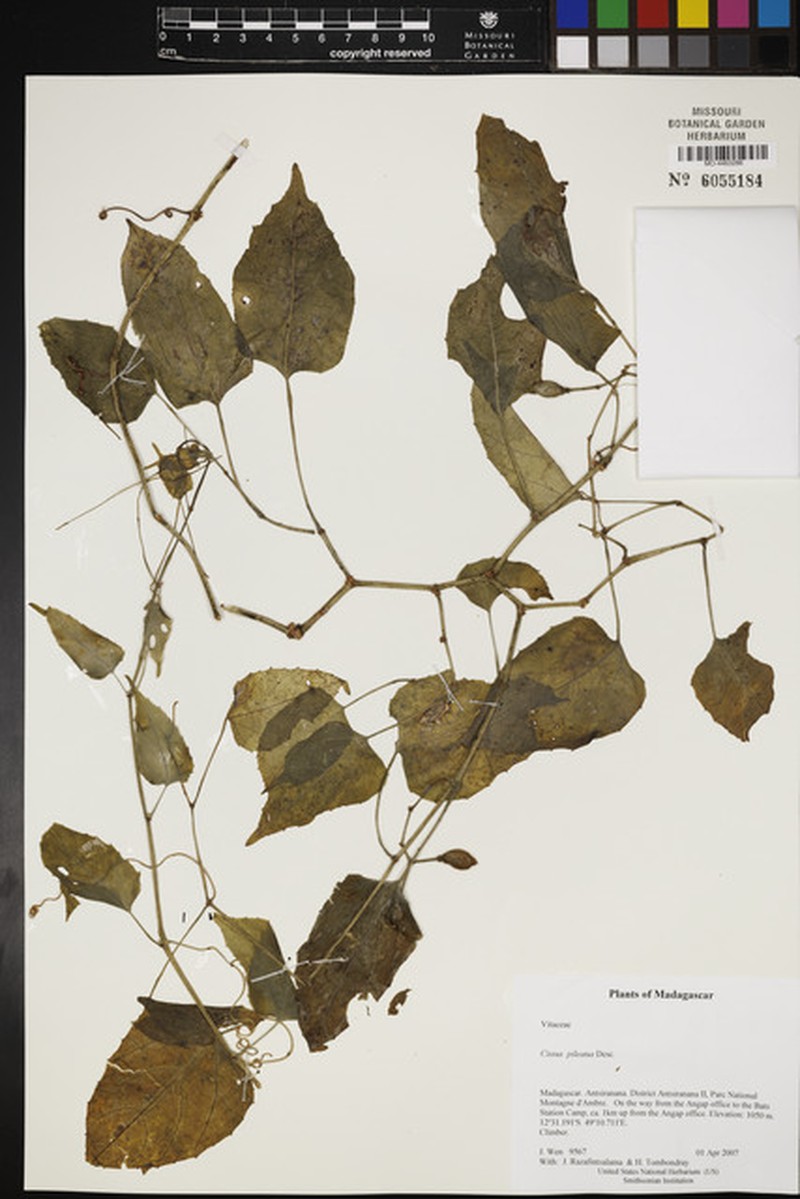 Cissus pileata photo 4