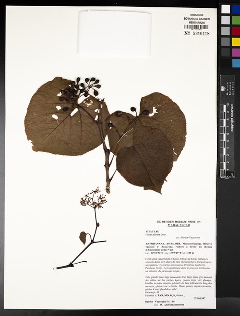 Cissus pileata photo 5