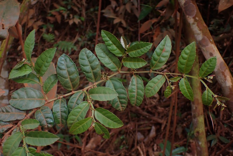 Cissus planchoniana