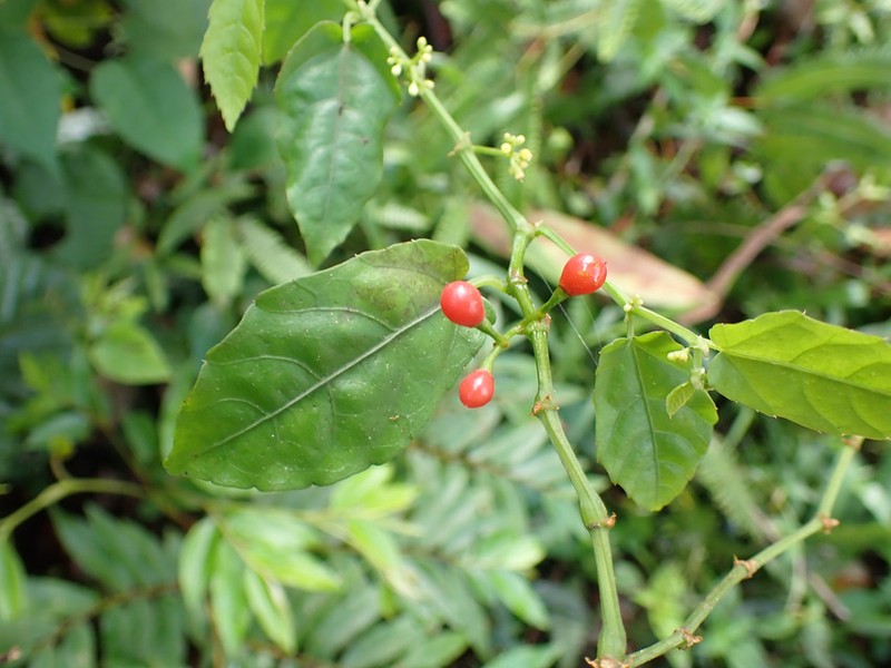 Cissus planchoniana photo 2