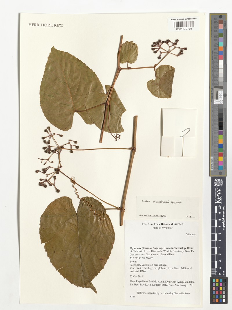Cissus planchonii