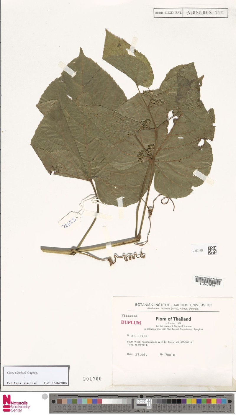Cissus planchonii photo 2