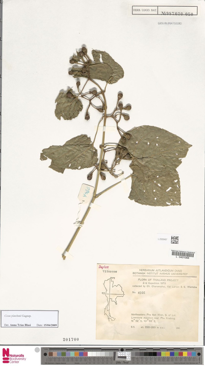 Cissus planchonii photo 4