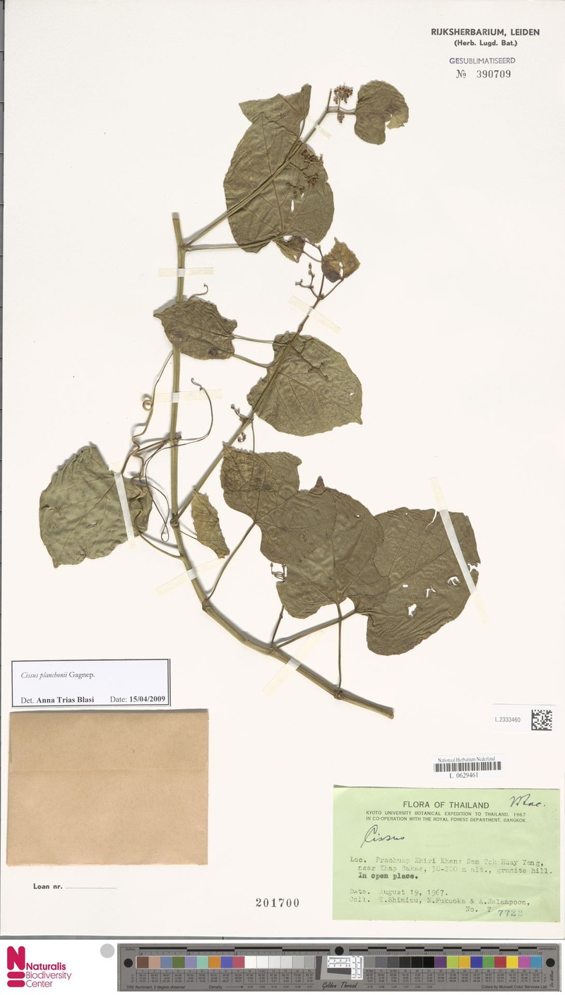 Cissus planchonii photo 5