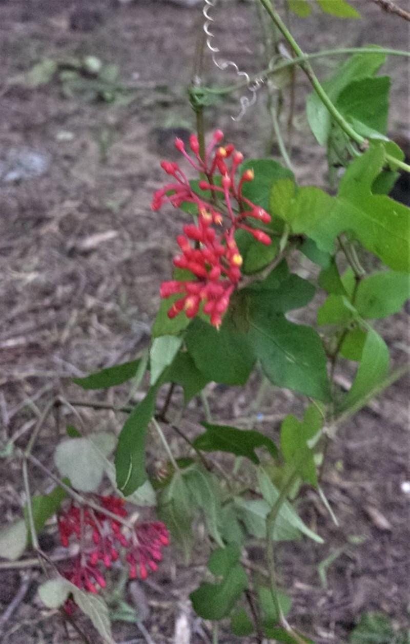 Cissus polita
