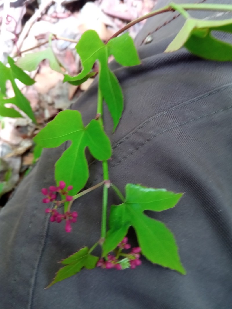 Cissus polita photo 2