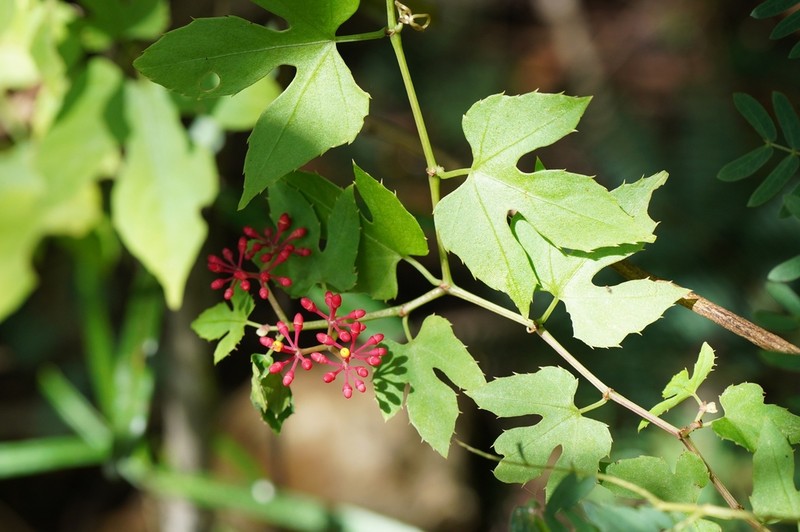 Cissus polita photo 3