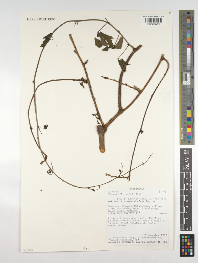 Cissus polita photo 6