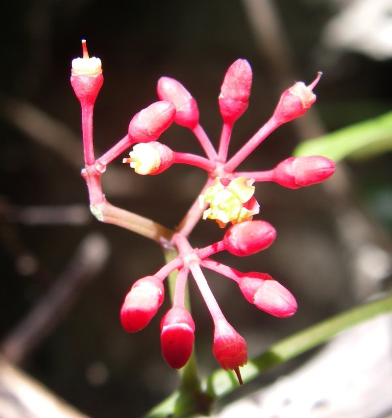 Cissus polita photo 7