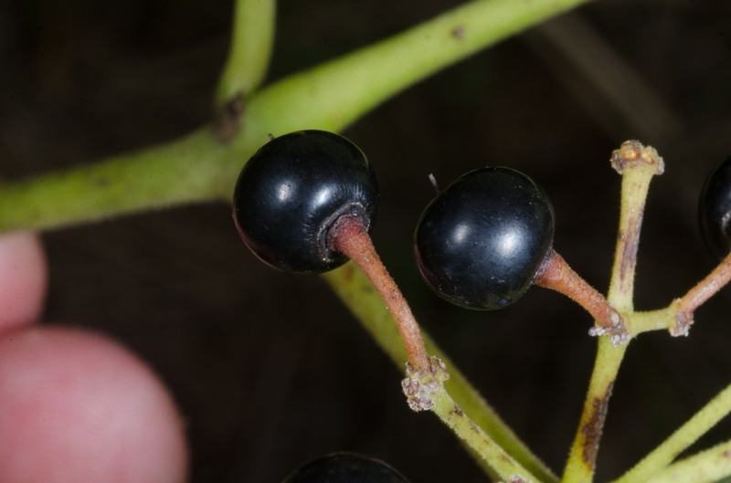 Cissus polyantha photo 2