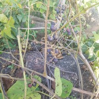 Cissus populnea