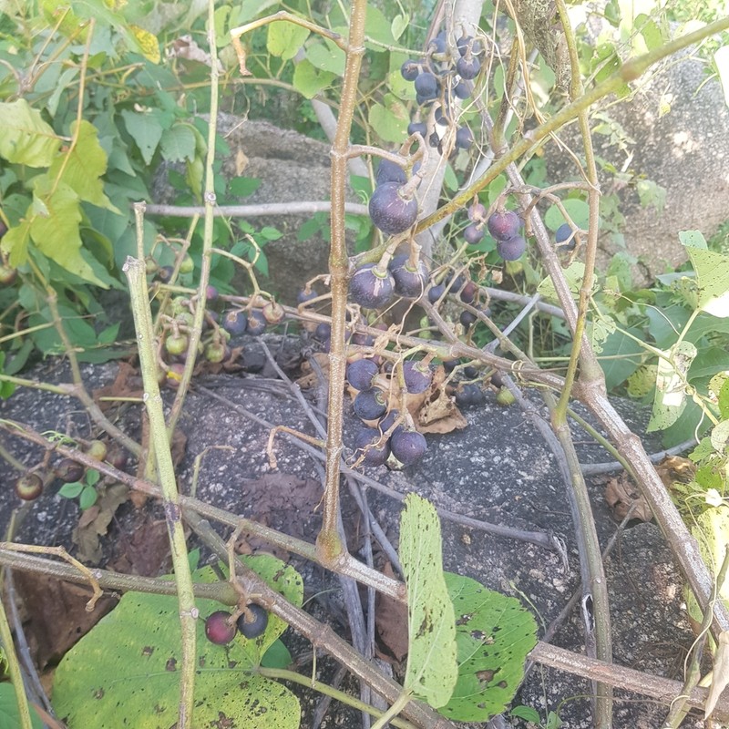 Cissus populnea