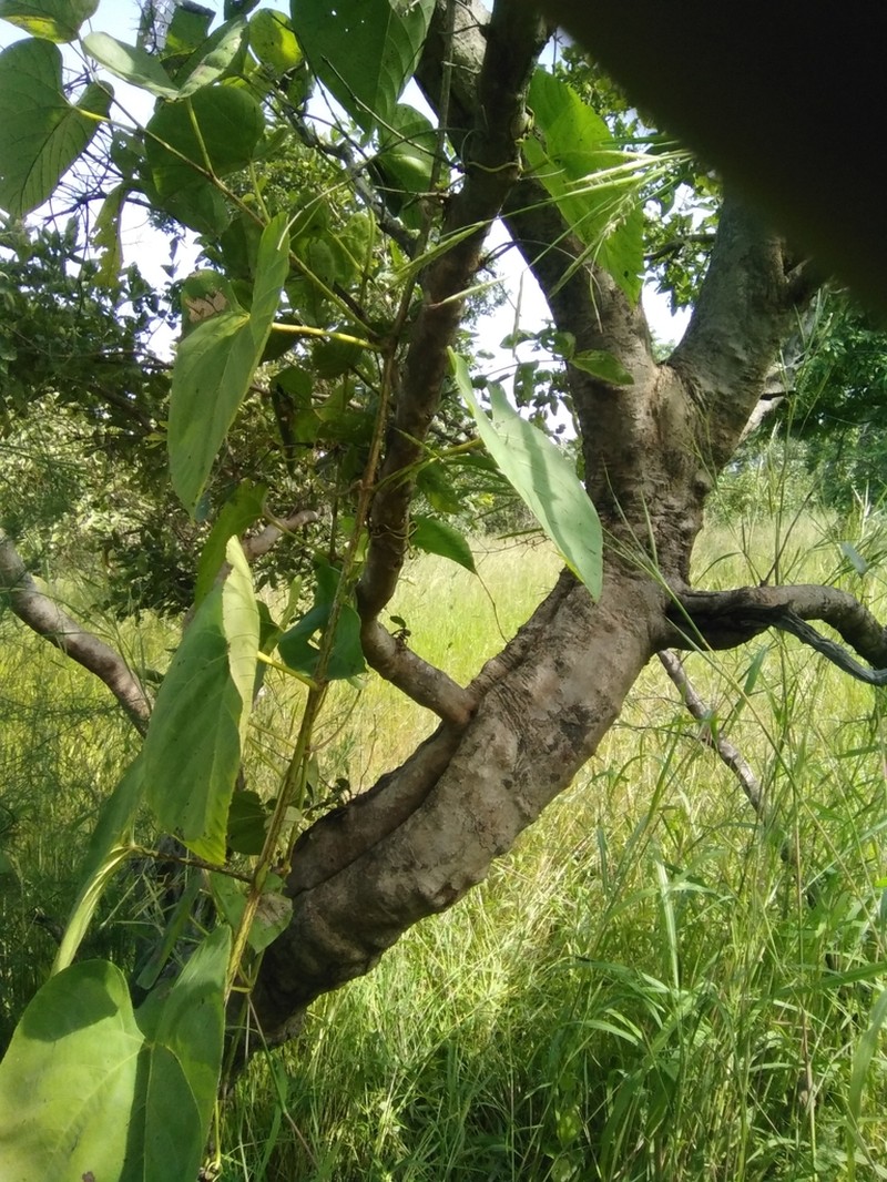 Cissus populnea photo 2