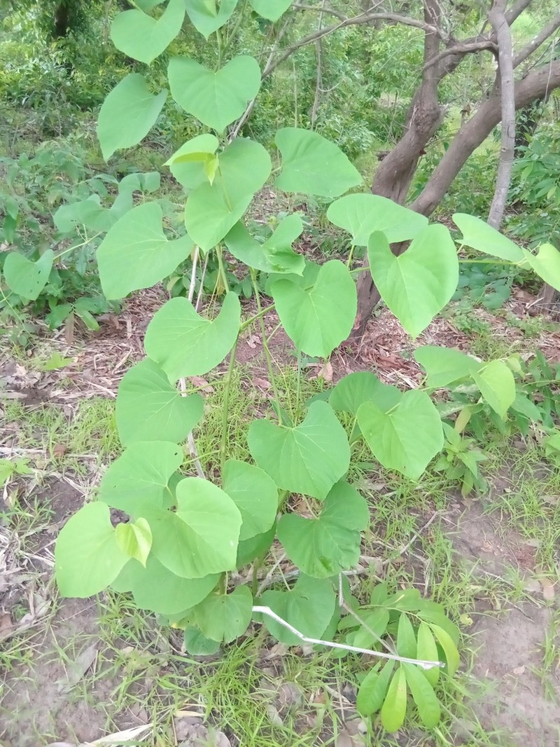 Cissus populnea photo 3