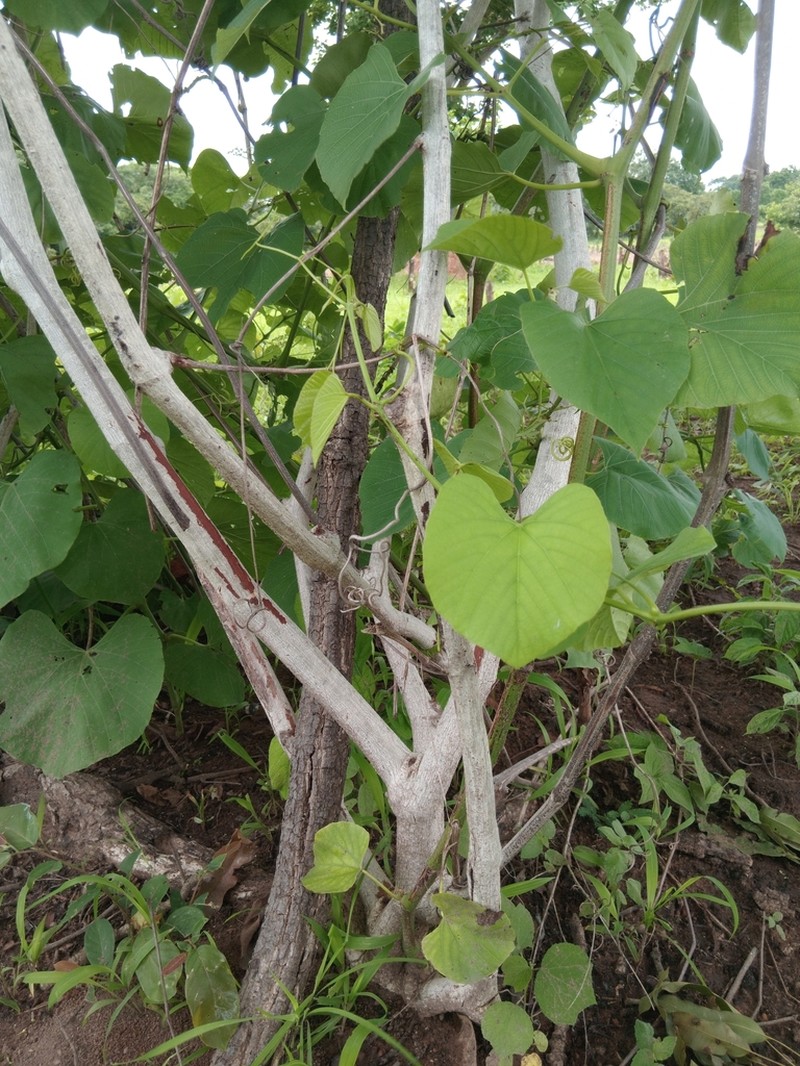 Cissus populnea photo 4