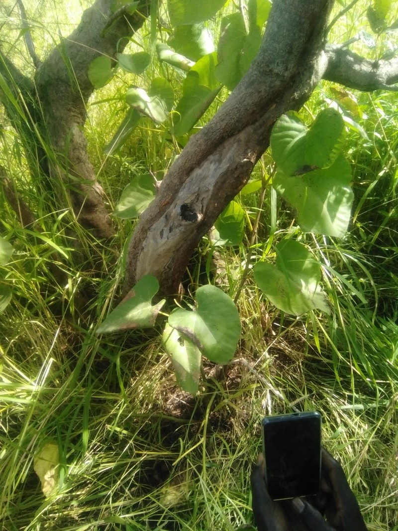 Cissus populnea photo 5