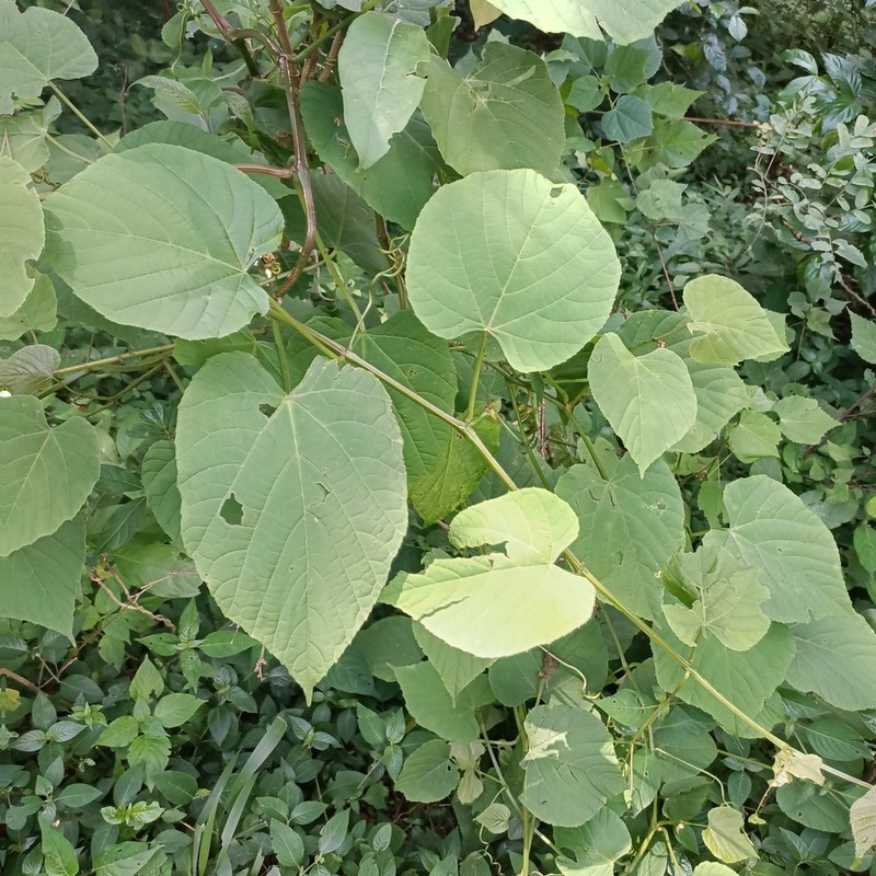 Cissus populnea photo 6