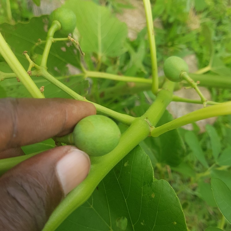 Cissus populnea photo 7