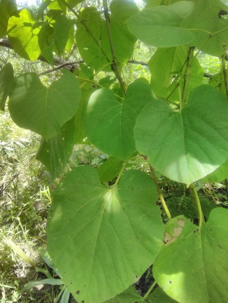 Cissus populnea photo 8