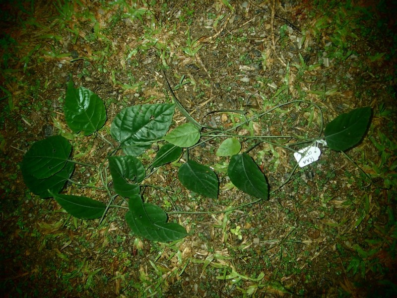 Cissus producta photo 2
