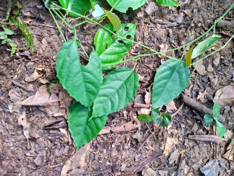Cissus producta photo 3