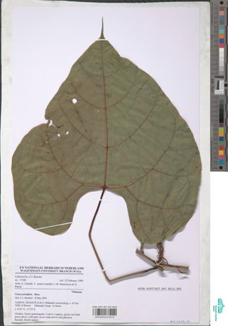 Cissus prunifera