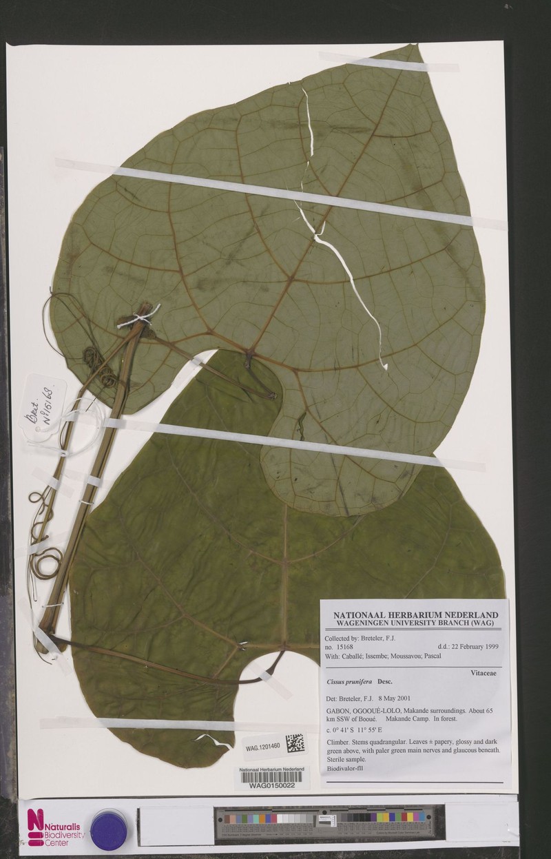 Cissus prunifera photo 2