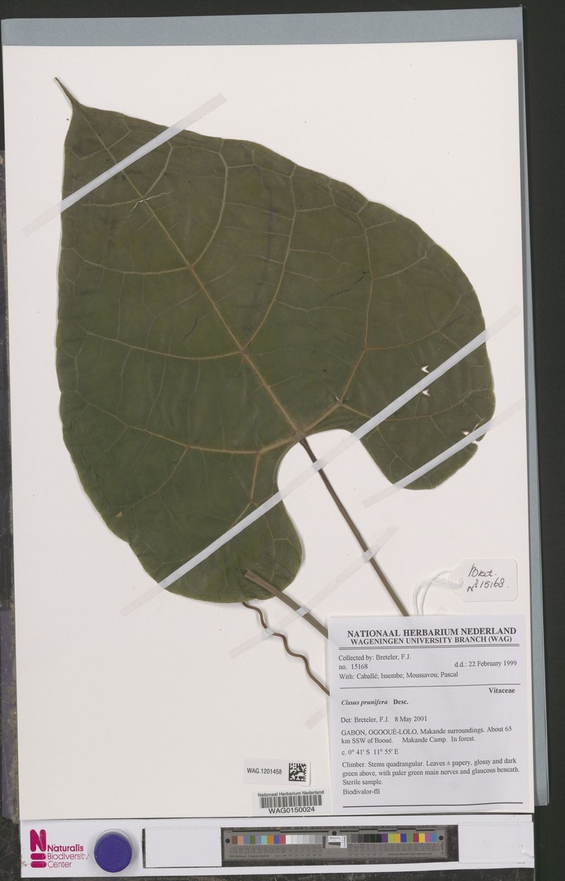 Cissus prunifera photo 3