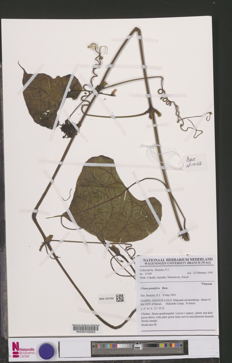 Cissus prunifera photo 4
