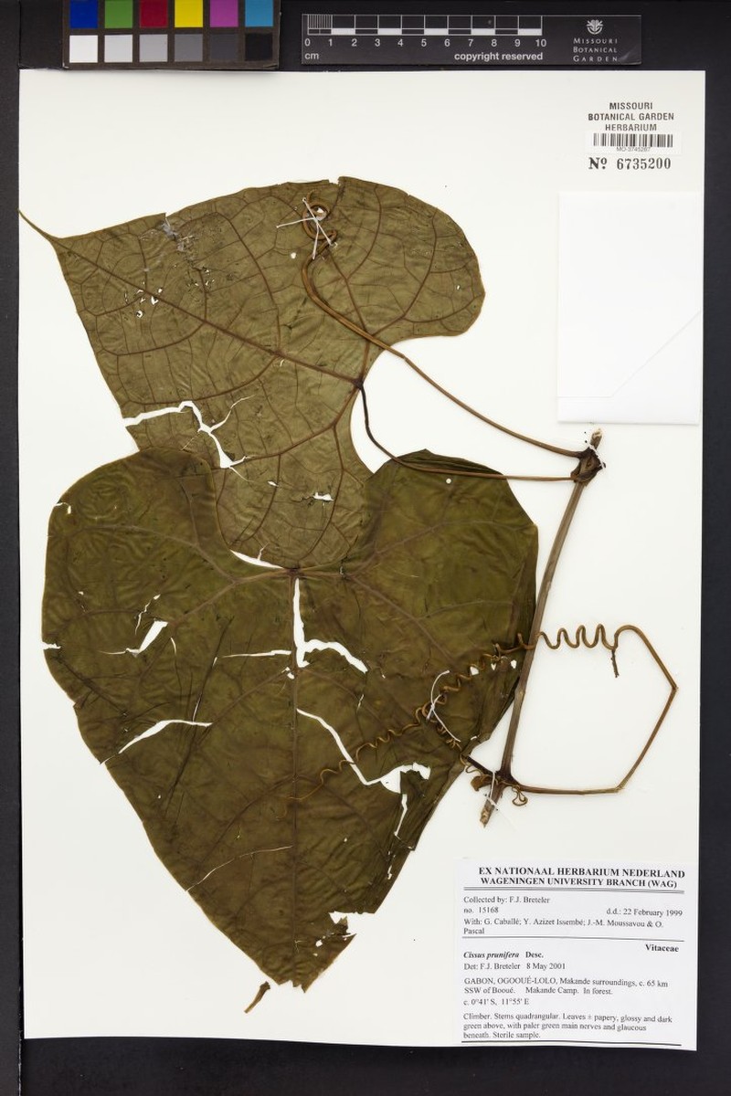 Cissus prunifera photo 5